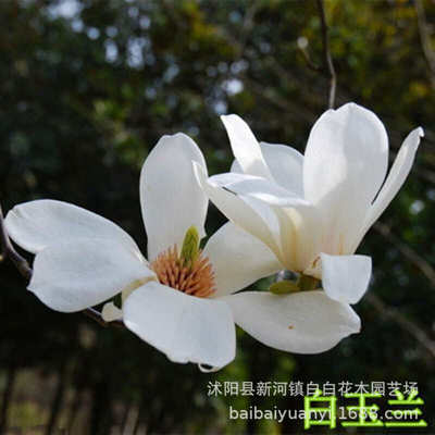 玉兰花树 紫玉兰树苗 白玉兰苗 小苗别墅庭院绿化植物苗木四季