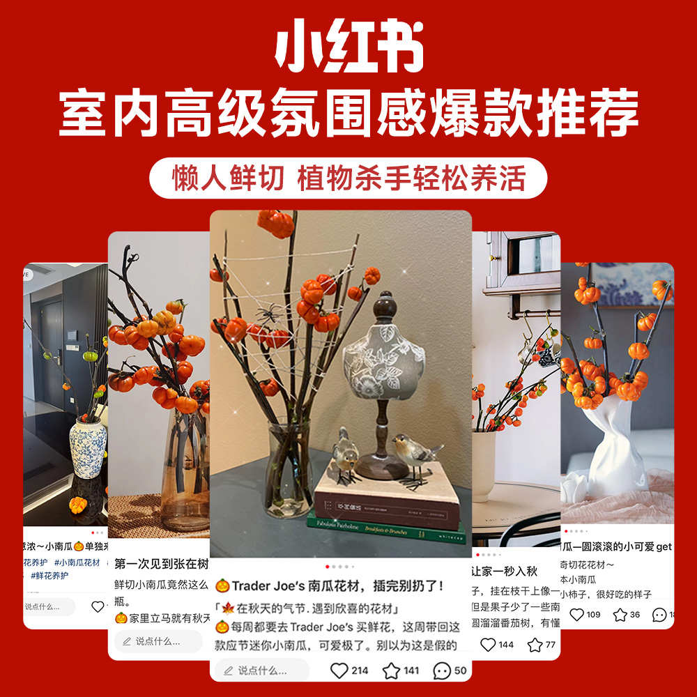 小南瓜鲜花观赏插花云南基地直发水培切枝花卉室内好养绿植物装饰图片