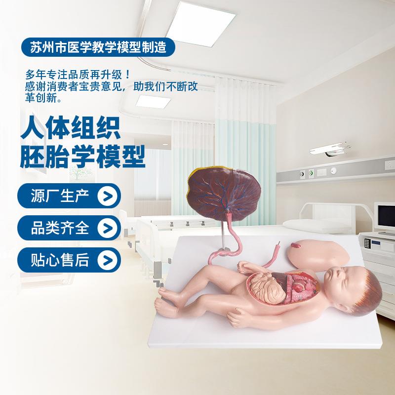厂人体组织胚胎学模型教学演示人体组织胚胎发育过程