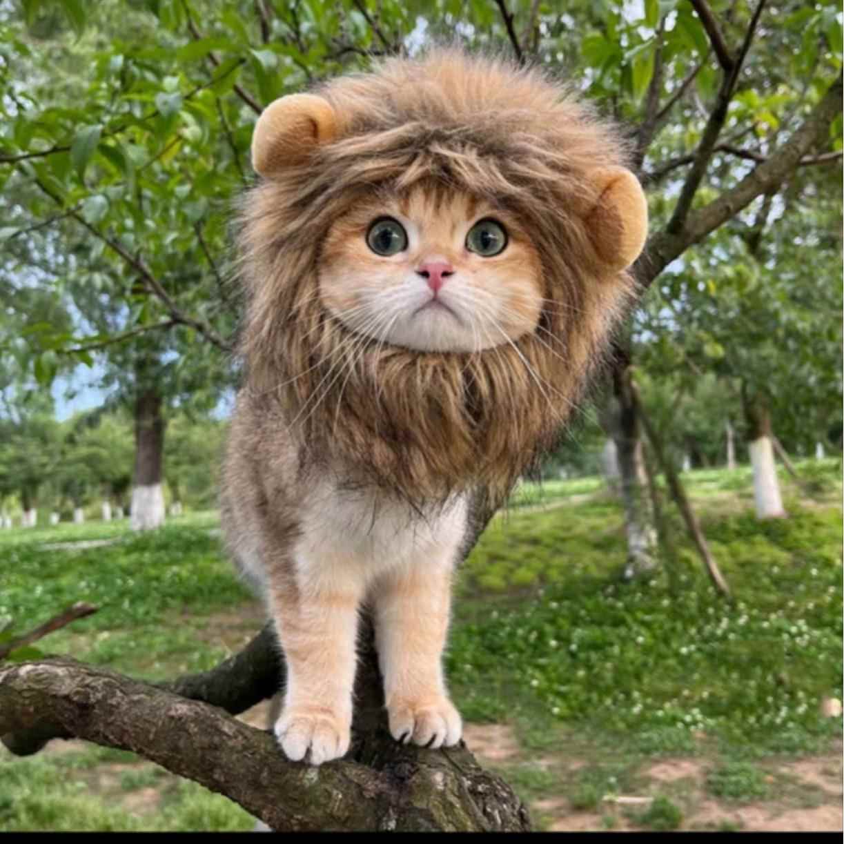 狮子变身万圣鬼节宠物狗狗猫咪帽子魔术贴可调节用品衣服饰秋冬