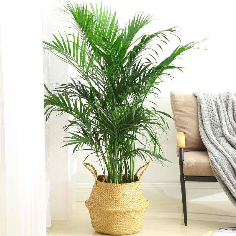 散尾葵植物客厅大型室内花卉绿植大盆栽袖珍椰子苗吸甲醛凤尾竹苗