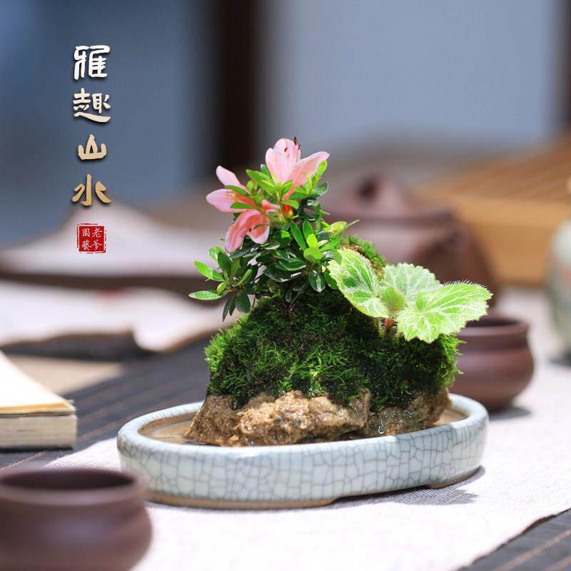 附石盆景山野草创意桌面假山水培盆栽好养杜鹃花卉绿植茶室小植物