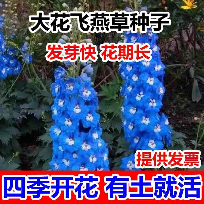 重瓣大花飞燕草花卉种子多年生花苗四季开花盆栽耐寒种子阳台庭院