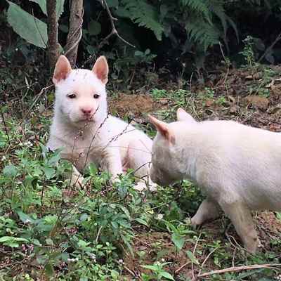 下司犬幼犬广西赶山犬猎狗大头狗狗中华田园犬虎山狗家庭狩猎犬狗