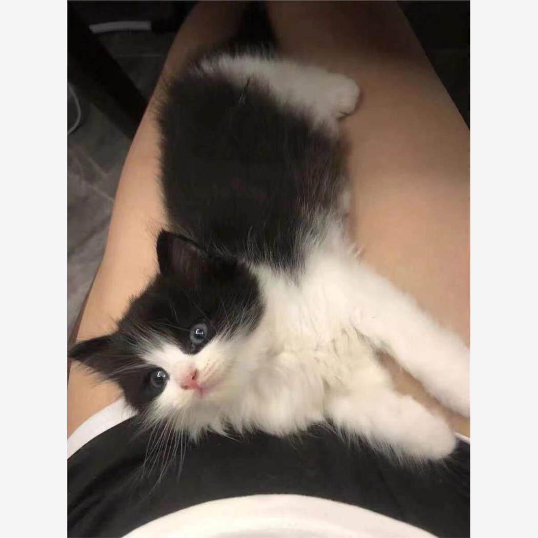 家养狮子猫长毛橘猫幼崽长毛白猫活体三花猫咪狮子猫活体黑白猫咪