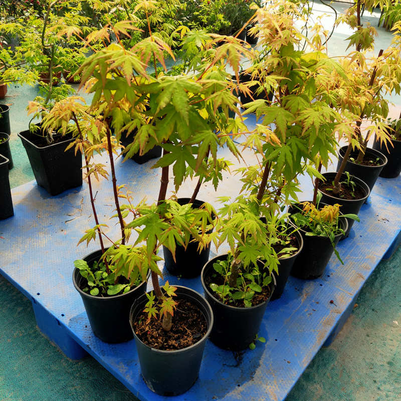 成品盆栽大苗黄金枫流泉枫红枫树苗别墅花园庭院风景树造景花镜