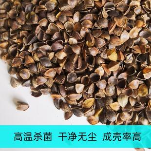 全荞麦枕头芯纯荞麦皮枕芯家用成人学生宿舍颈椎专用高低枕套男女