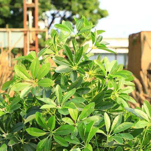 仿真植物七星叶落地室内外绿植造景酒店家居阻燃摆件仿真鸭脚木