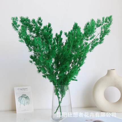 狂想者工厂永生蓬莱松花束自然干花真花家居装饰拍摄道具配饰材料