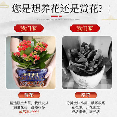 盆栽易花重盆景养室内外带花好开花阳台大苞植物花卉活瓣四季长寿
