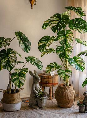掬涵花叶龟背芋彷真绿色植物盆栽大型室内橱窗落地彷生植物树装饰