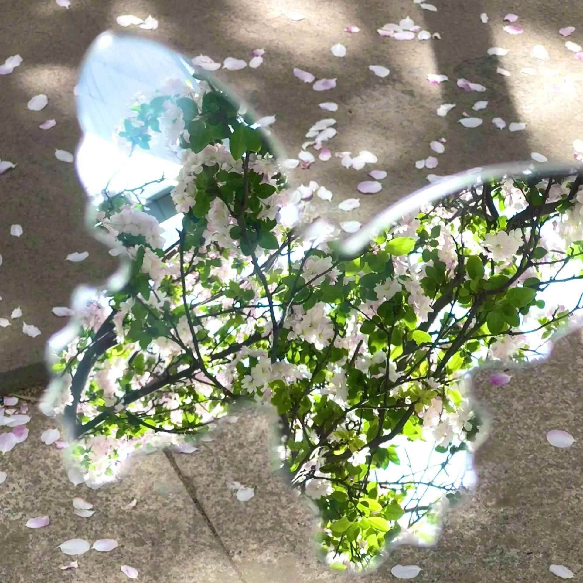 蝴蝶镜子随身镜春日拍照神器化妆镜随身便携小镜子春天氛围感创意