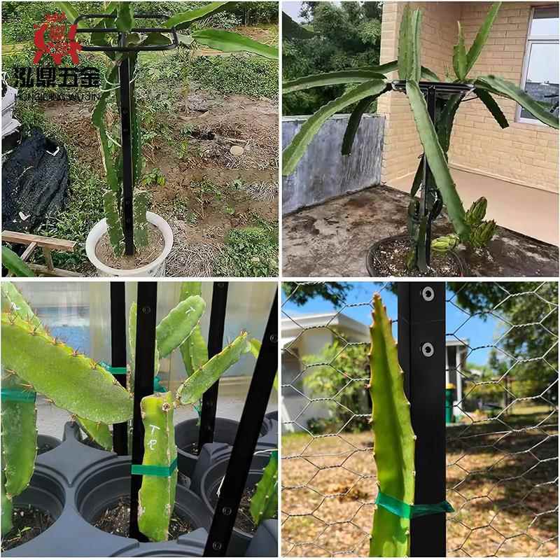 固架火龙果植物爬藤架垂直支持攀火龙果支登植物金火属支龙果种植