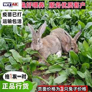 兔子活苗活物家养兔公母一对幼仔比利时大型肉兔可繁殖兔