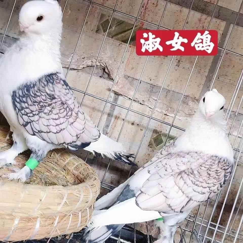 鸽子活物公母一对活体观赏鸽幼鸽鸟