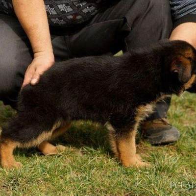 德牧犬幼犬大骨架平背德牧幼崽大型放羊狗狗看家护院狼狗聪明听话