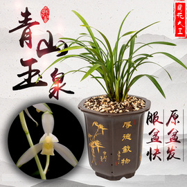 青山玉泉建兰花苗带浓香老种名品绿，爪绿植盆栽，小植物苗四季墨兰苗