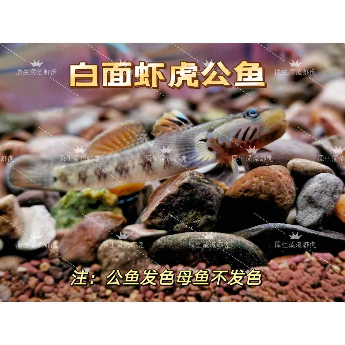 原生溪流广西白面李氏黄唇虾虎鱼观赏鱼小型鱼淡水底层冷水鱼