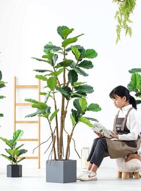 装饰落地绿lm植物摆件榕仿真假植物琴莲植摆件以法叶室内客厅北欧