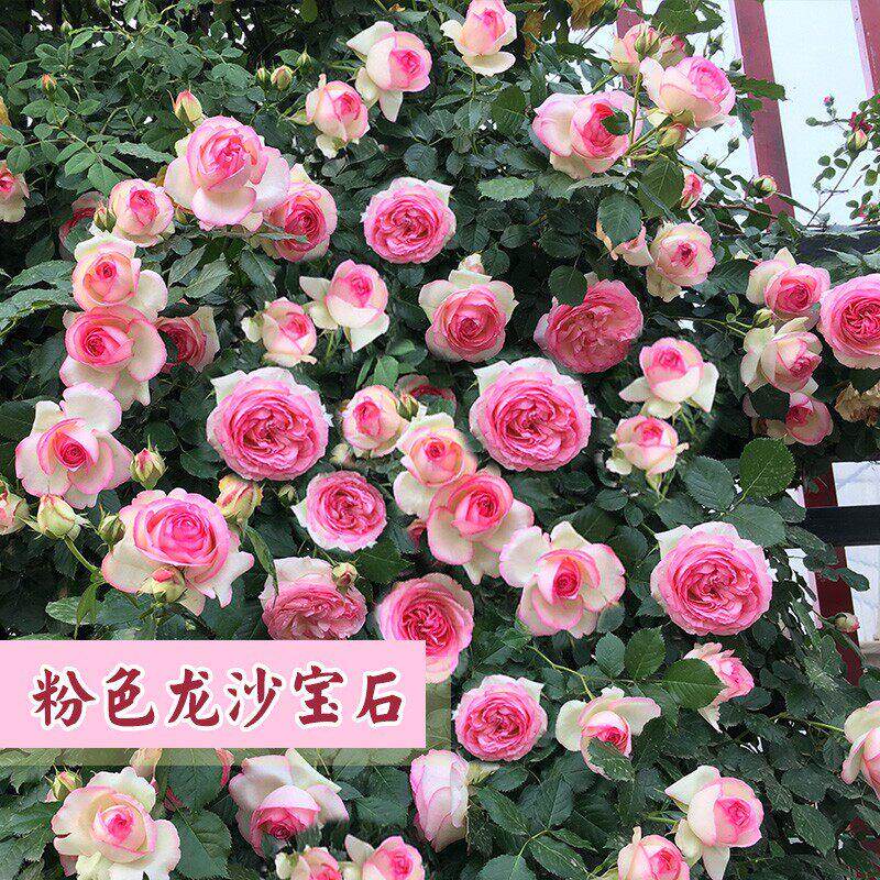 特大花苗欧洲藤本爬藤月季龙沙宝石 浓香开 花庭院爬墙蔷薇花