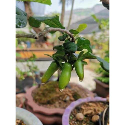 老鸦柿盆景梦之雫有母桩老桩树苗当年挂果还有一物一拍带果金弹子