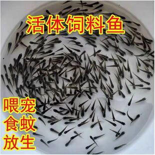 现货速发喂乌龟料小鱼活体草鱼苗鲫鱼苗食蚊鱼活体饲料鱼龙鱼饲料