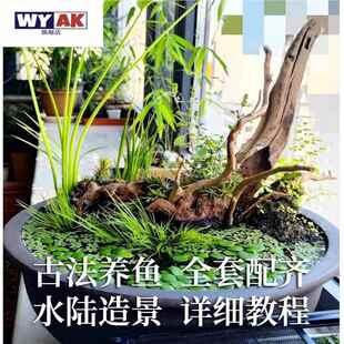 古法鱼缸造景全套养鱼无穷小亮生态沉木开缸套餐皇冠草水上叶水草
