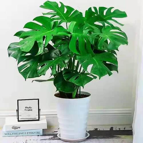 龟背竹大叶四季长青花卉绿植盆栽四季好养活净化空气绿植卧室