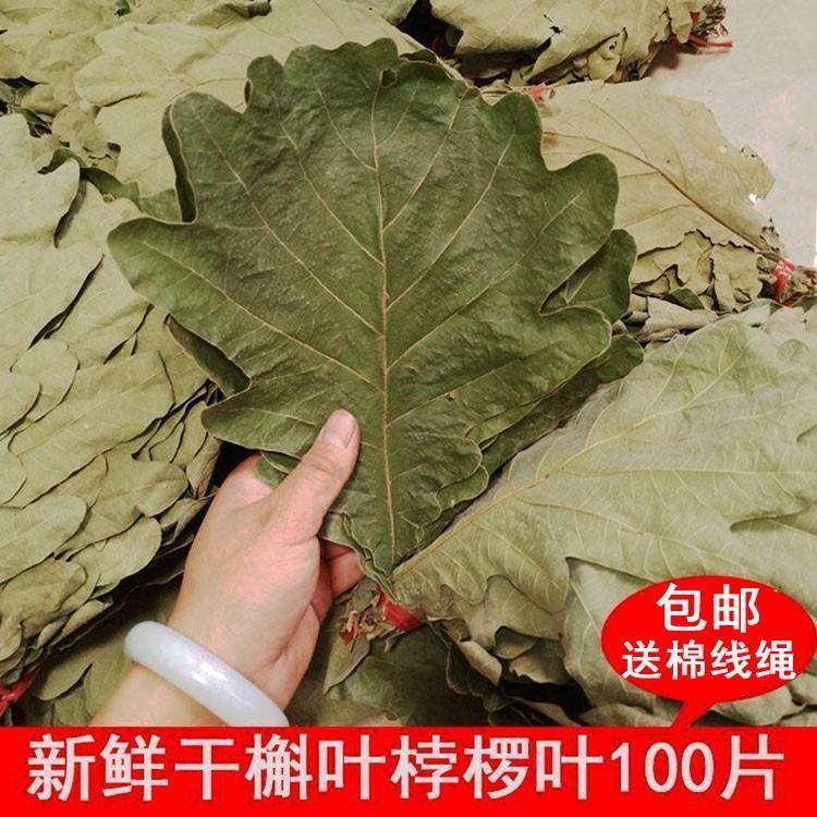 野生新粽叶干粽叶柞树叶槲叶菠萝叶桲椤叶精鲜选号胡叶100大片/份