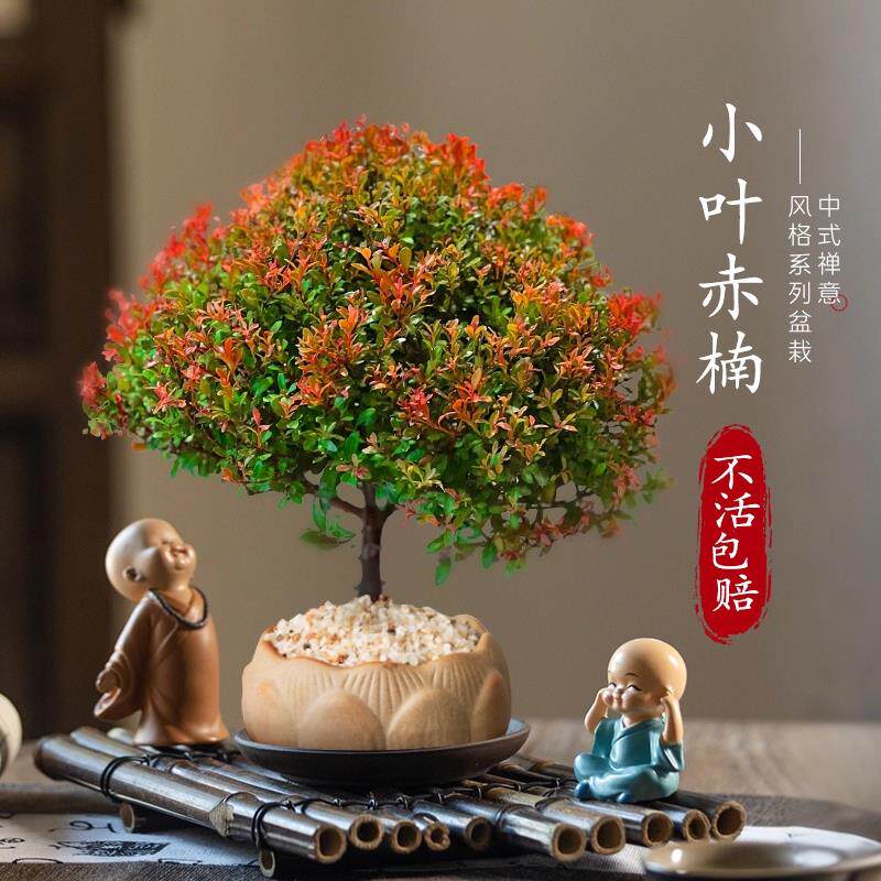 小叶赤楠盆景植物老桩金丝楠木盆栽室内中式禅意绿植办公桌面禄植