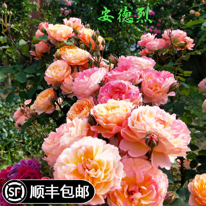 安德烈藤本月季花苗盆栽阳台多季开玫瑰庭院爬藤花卉攀缘蔷薇植物