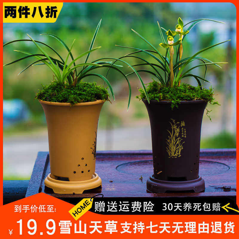 【带盆栽好】春兰雪山天草兰花苗盆栽浓香花艺双全客厅办公室绿植