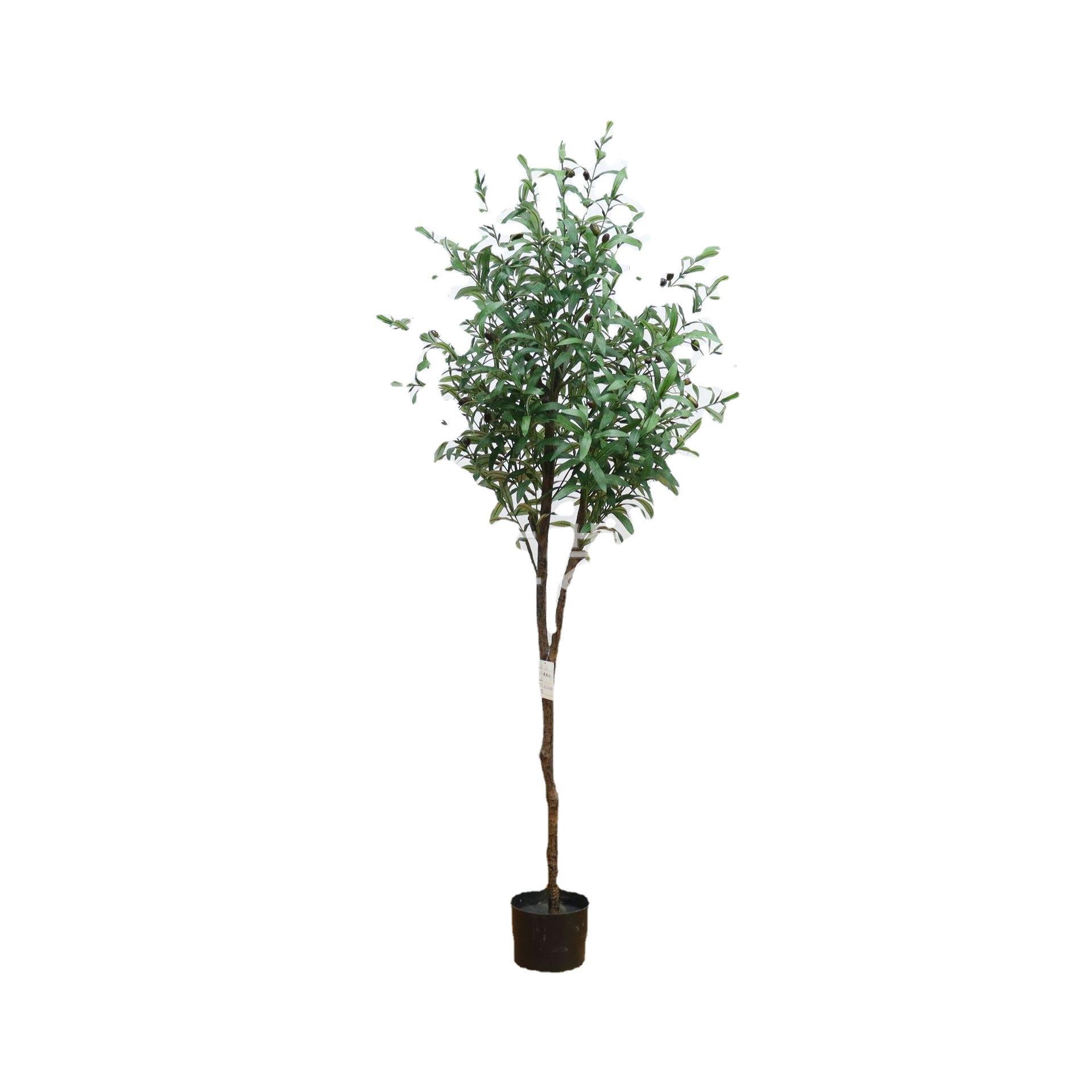 植物橄榄树盆栽室内办公室绿植装饰盆景北欧假树果树摆件真