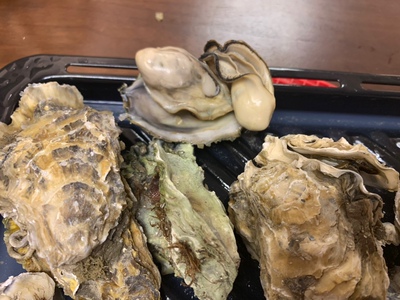 亲测曝光松下NU-JK180蒸烤箱?评测质量差不差
