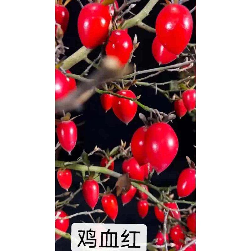 老鸦柿盆栽 小山鸡易挂果实生母桩 老鸭柿盆景 熟桩 童子功