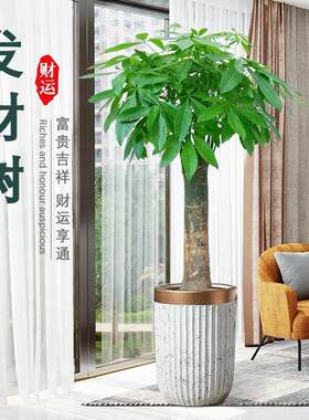 发财树盆栽室内客厅办公室大型绿植招财植物乔迁开业送礼花卉盆景