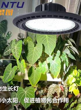 棚大植物季补全光灯室内月绣RRS球绿植多肉花卉仿太阳光谱植物生