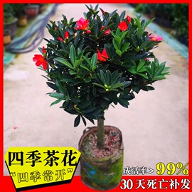 四季杜鹃红山茶花带花浓香型盆栽室内外阳台庭院观赏花卉绿植好养