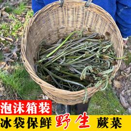 现采湖南野生新鲜蕨菜龙爪菜当季天然蔬菜山野地菜厥菜阙菜下饭菜