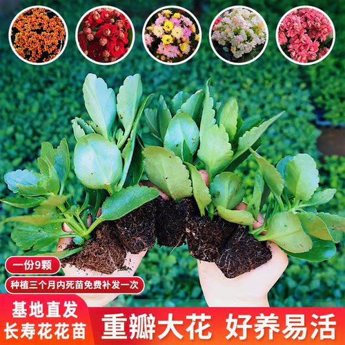 长寿花金狐狸小苗重瓣大花耐寒