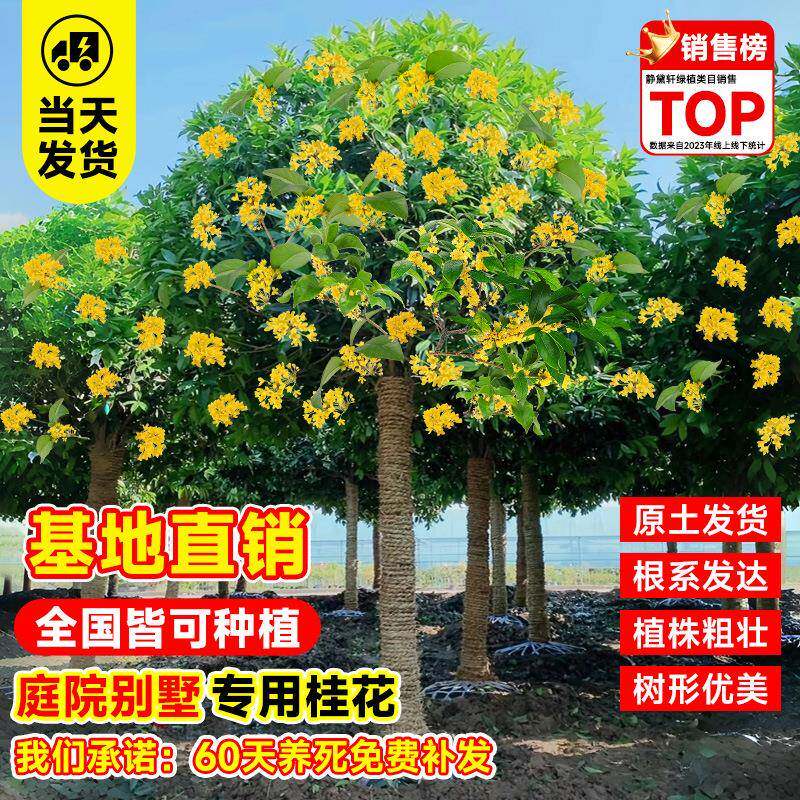 金四精品桂花桂花树苗大树八月季桂盆栽院室外地栽桂原生老桩四庭
