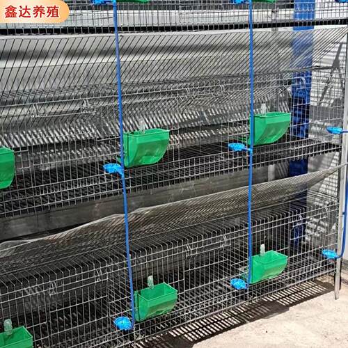 欧式兔子养殖笼自动清粪投料饲养兔笼 销售繁殖育成一体欧式兔笼