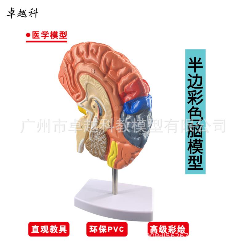 新款直销脑模型脑功能区域色分模型人体大脑解剖模型人脑动脉构造