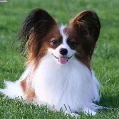 蝴蝶犬幼犬活体哈巴狗西施犬田园犬小型犬便宜小狗超萌白花可爱狗