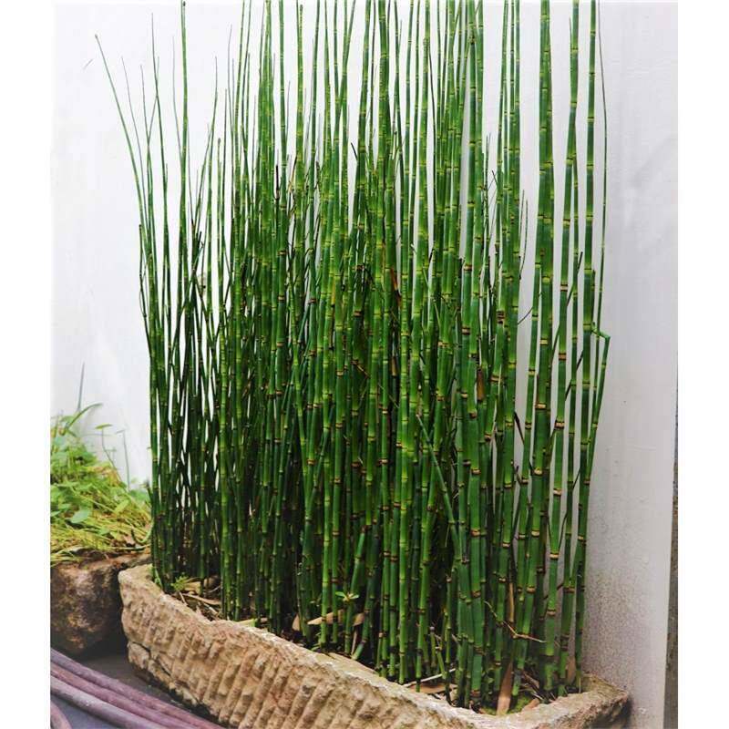 笔管木贼盆栽笔头草节节草四季常青庭院绿植耐寒新奇植物喜光