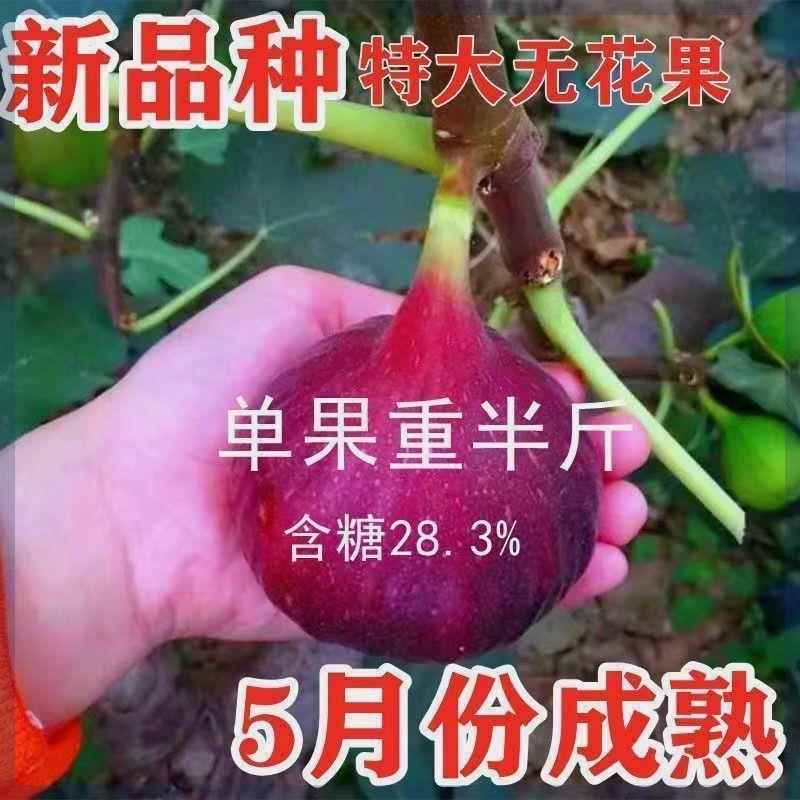 无花果树苗特大新品种波姬红紫果无花果苗盆栽地栽南北方种植结果