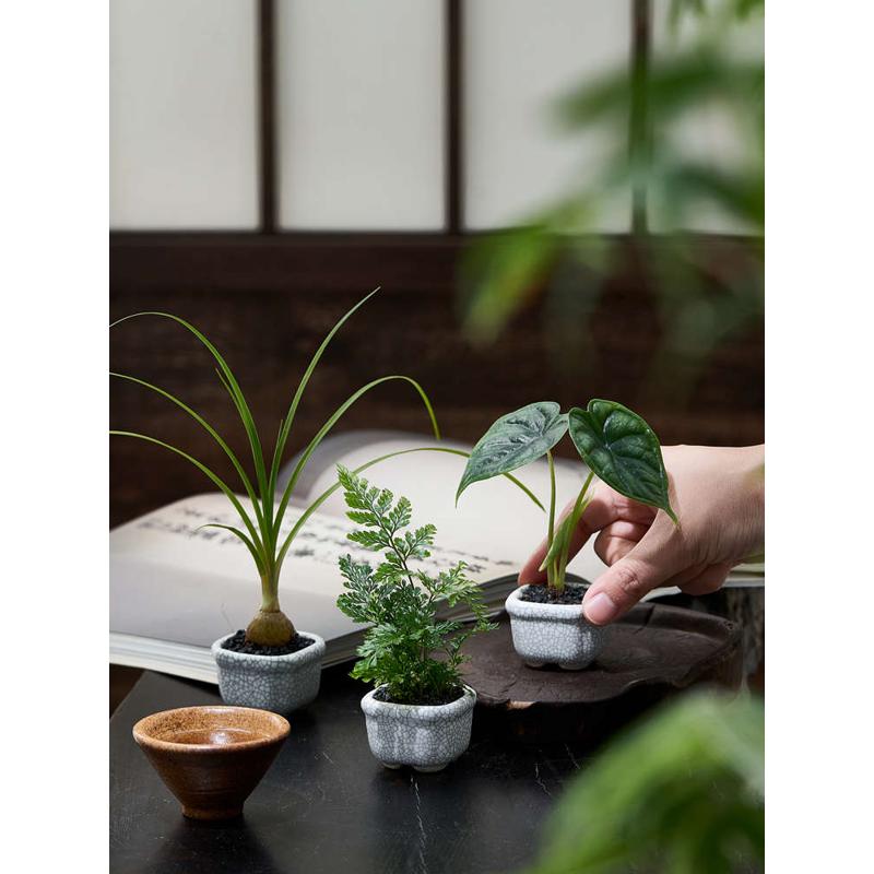 龙鳞狼空气兰室内尾酒瓶指尖绿植的小海芋盆栽蕨类净化微型客厅蕨