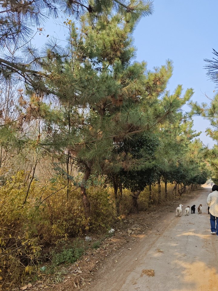 2月4日南阳工程公司绿化苗木网络拍卖公告