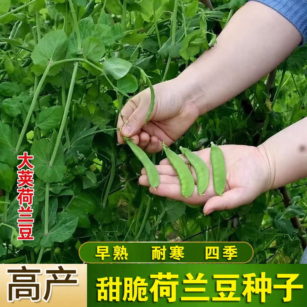 甜脆荷兰豆种子高产耐寒农家四季