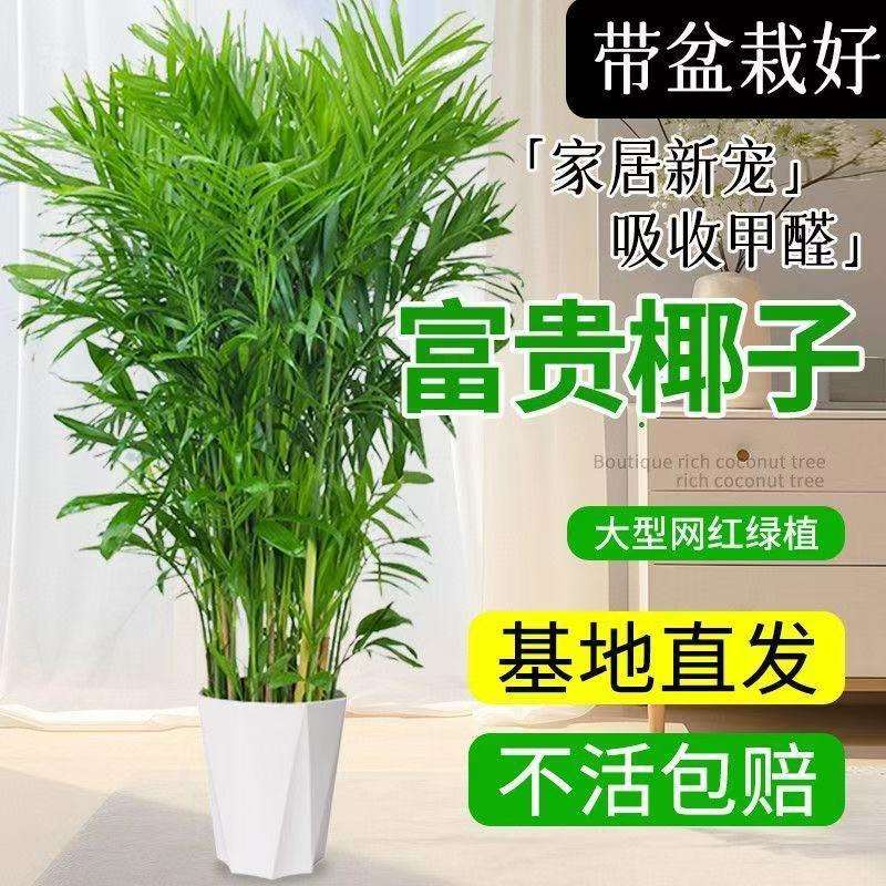 富贵椰子大型绿植盆栽室内客厅办公室好养植物盆景四季常青除甲醛